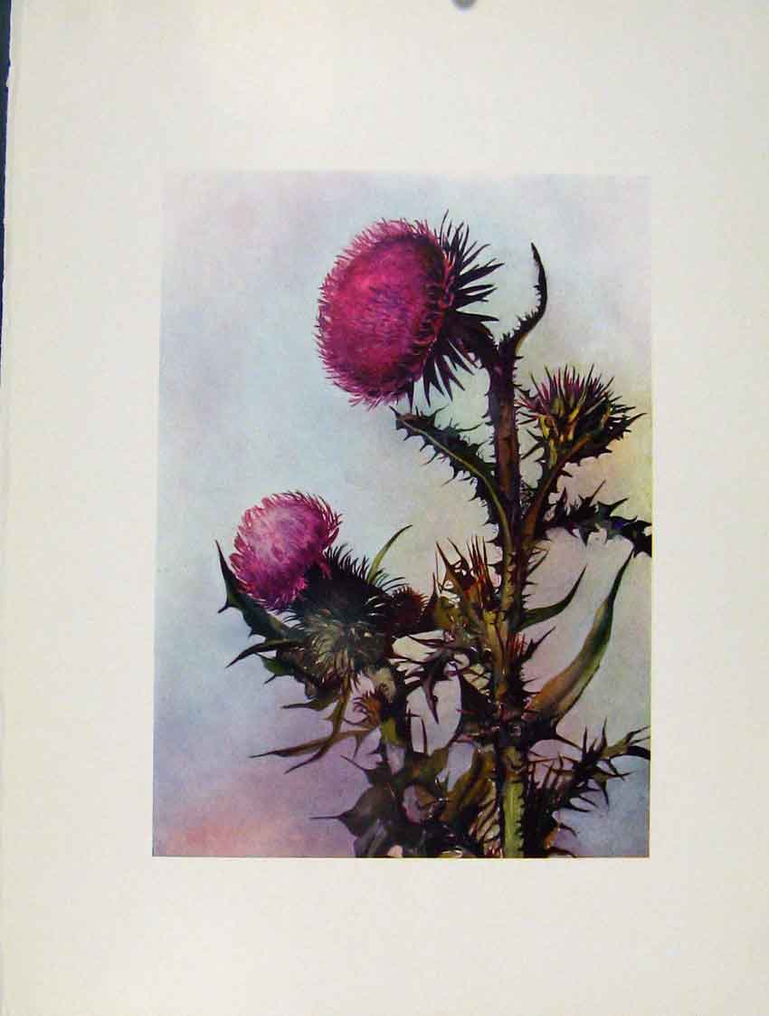 Original Old Antique Print Onopordon Acanthium Sketch Flowers Plant