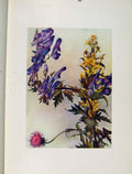 Original Old Antique Print Defloratus Napellus Virga Aurea Flowers Plant Sketch