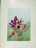 Original Old Antique Print Colchicum Autumnale Sketch Flowers Plant 1910 20th