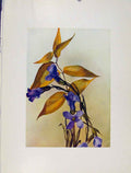 Original Old Antique Print Plate 48 Convallaria Gentiana Flower Plant Sketch