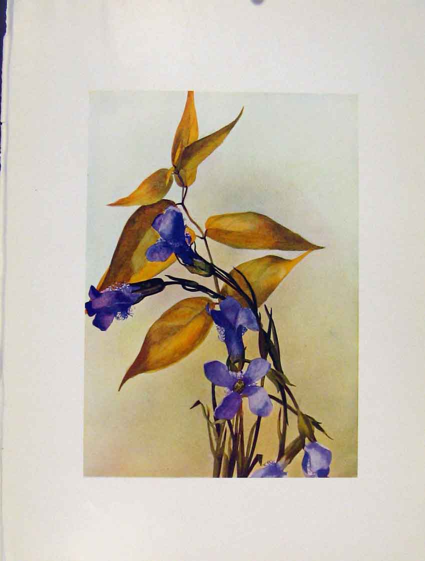 Original Old Antique Print Plate 48 Convallaria Gentiana Flower Plant Sketch