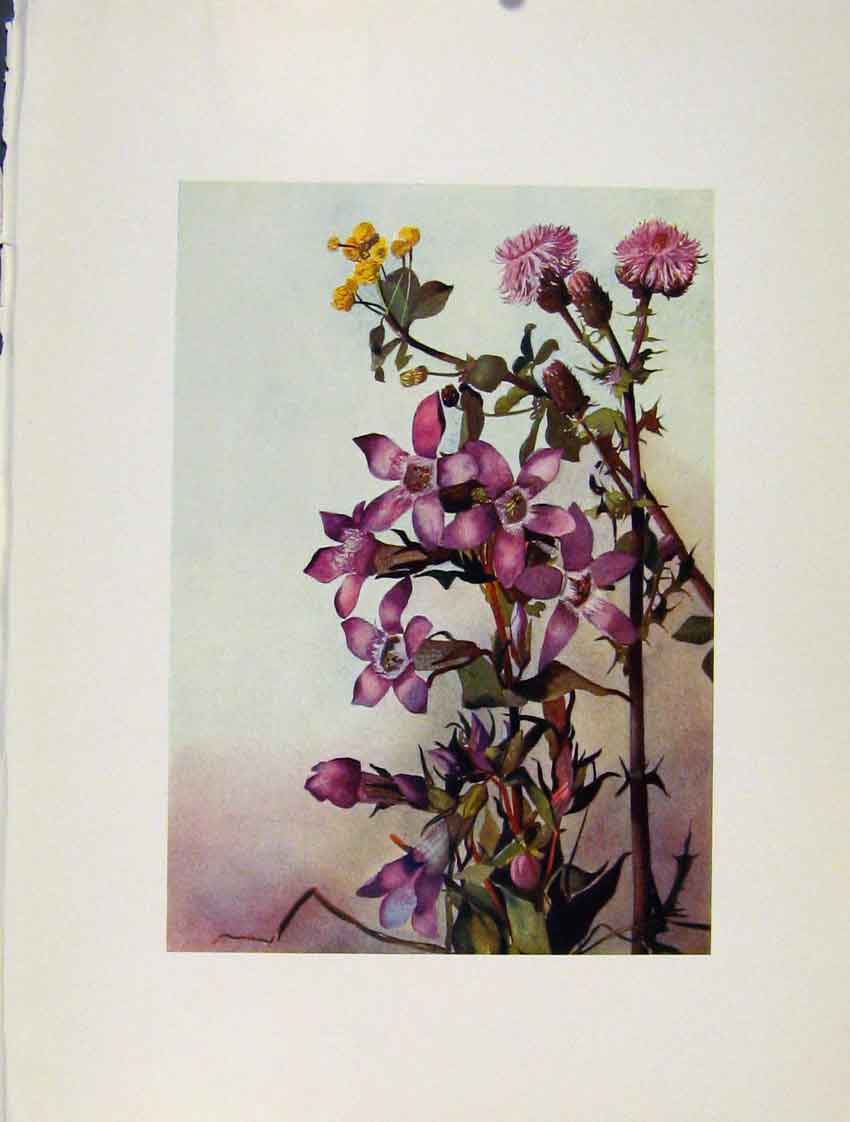 Old Antique Print Flowers Plant Trifolium Badium Carduus Nutans Gentiana