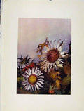Original Old Antique Print Plate 50 Carlina Acaulis Flowers Plant Sketch