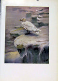 Original Old Vintage Print Common Tern Colored Fine Art C195 20th Century