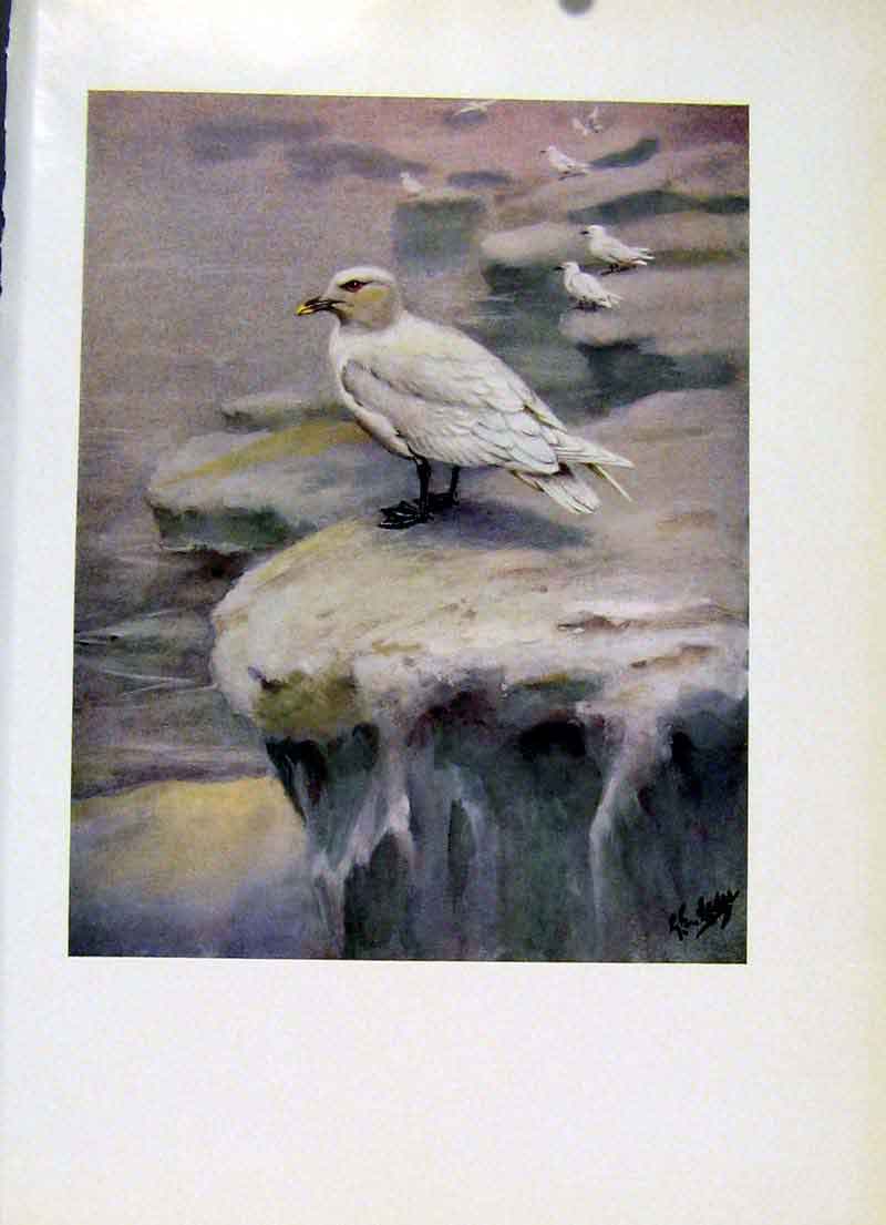 Original Old Vintage Print Common Tern Colored Fine Art C195 20th Century