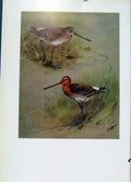 Original Old Antique Print Black Tailed Godwit Wionter Summer Plumage Birds