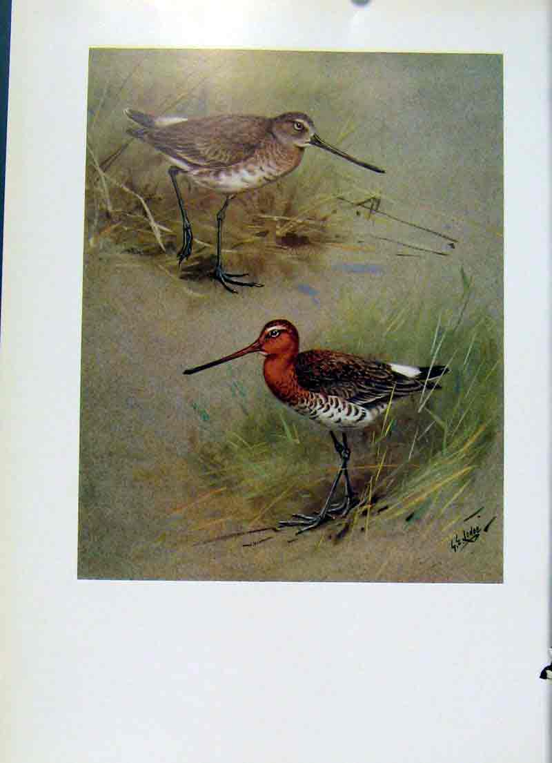 Original Old Antique Print Black Tailed Godwit Wionter Summer Plumage Birds