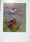 Original Old Antique Print Bar Tailed Godwit Bird Fine Art Colored Plumage