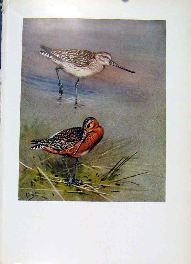 Original Old Antique Print Bar Tailed Godwit Bird Fine Art Colored Plumage