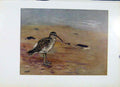 Original Old Antique Print Fine Art Whimbrell Bird Plumage Colored