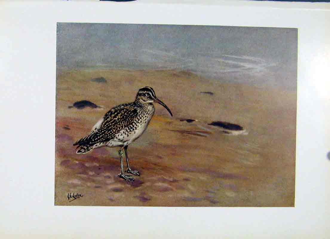 Original Old Antique Print Fine Art Whimbrell Bird Plumage Colored