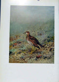 Original Old Antique Print Upland Plover Bartrams Sandpiper Art Birds