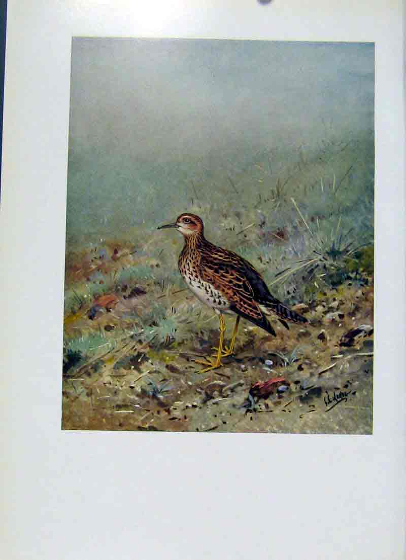 Original Old Antique Print Upland Plover Bartrams Sandpiper Art Birds