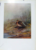Original Old Antique Print Bird Red Breasted Sandpiper Dowitcher Colored
