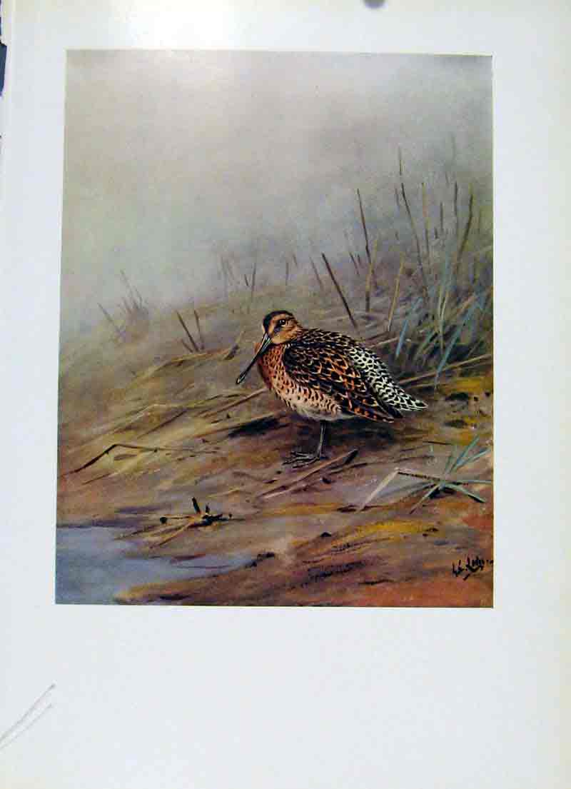Original Old Antique Print Bird Red Breasted Sandpiper Dowitcher Colored
