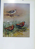 Original Old Vintage Print Bird Grey Phalarope Fine Art 1957 Female Male 20th