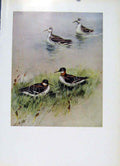 Original Old Antique Print Bird Red Necked Phalarope Plumage Fine Art