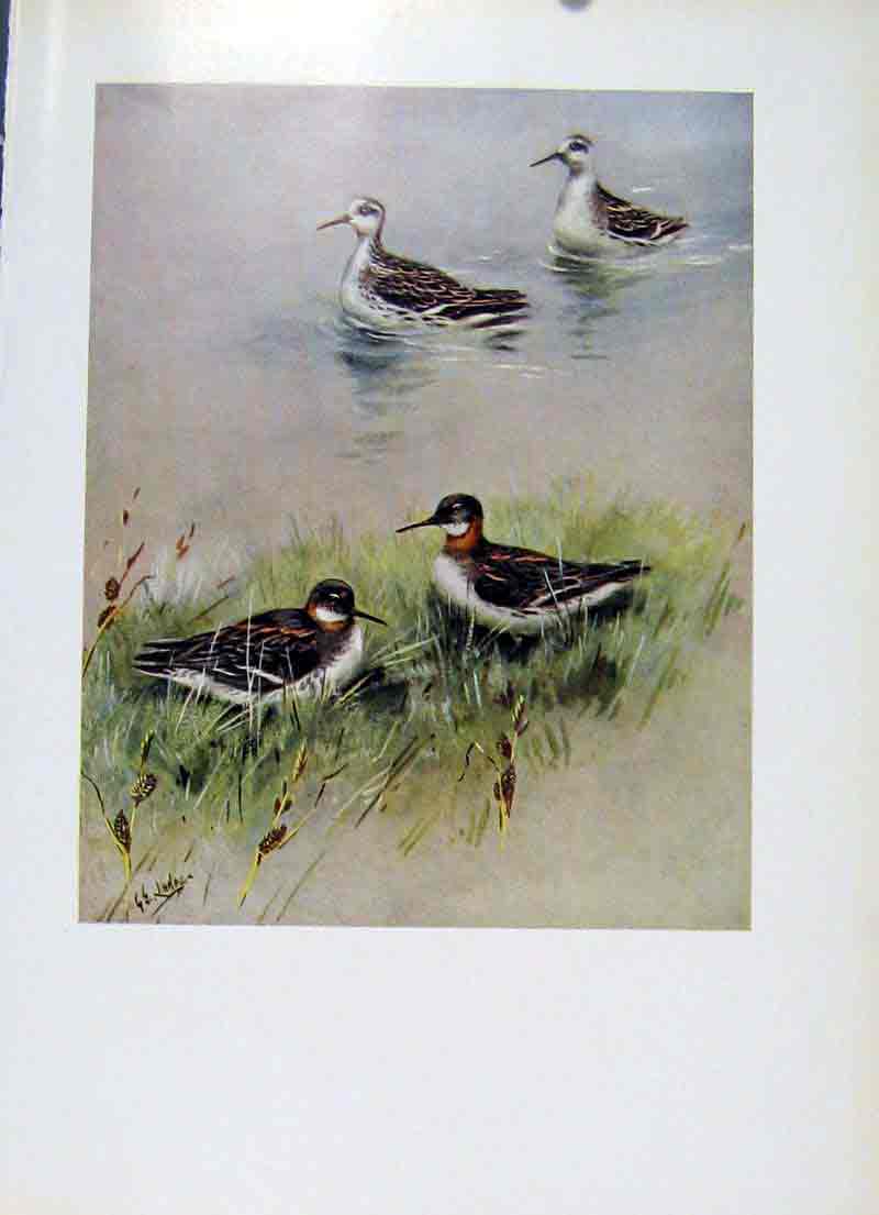 Original Old Antique Print Bird Red Necked Phalarope Plumage Fine Art