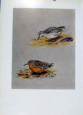 Original Old Vintage Print Birds Fine Art C1957 Knot Summer Plumage Bird 20th