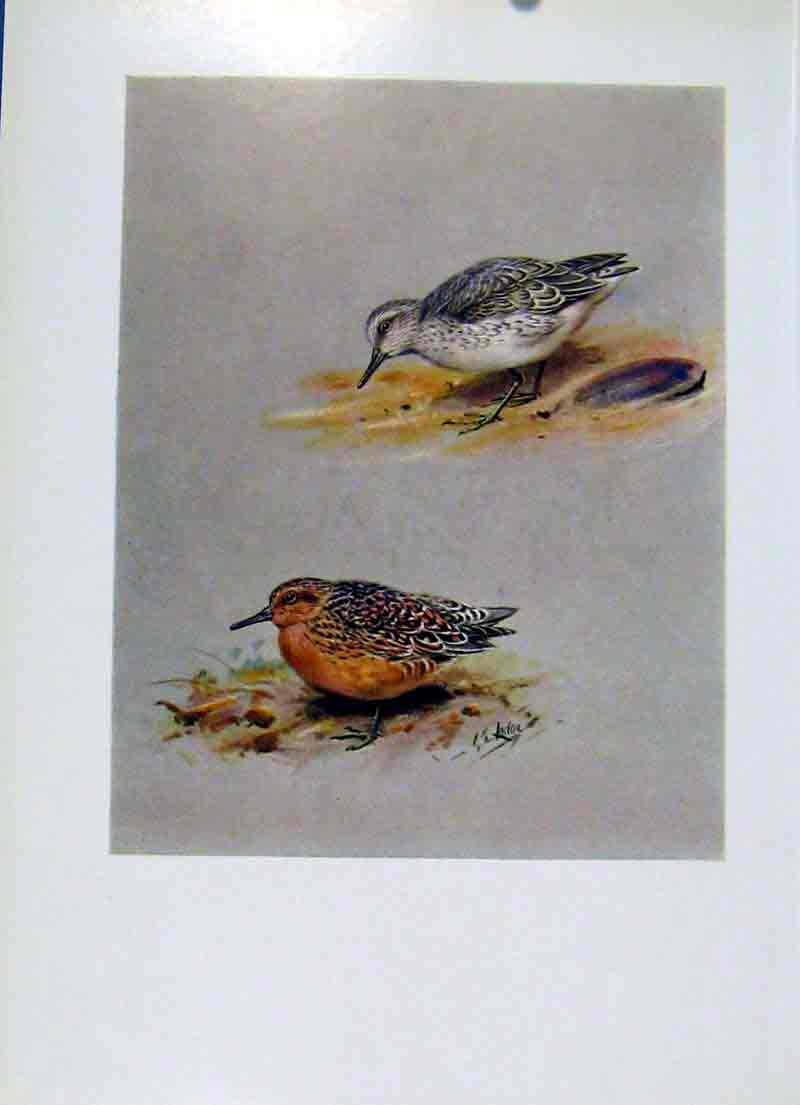 Original Old Vintage Print Birds Fine Art C1957 Knot Summer Plumage Bird 20th