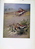 Original Old Antique Print Birds Fine Art Southern Dunlin Plumage Color