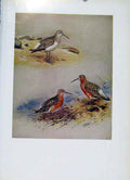 Original Old Vintage Print Birds Curlew Sanpiper Plumage Fine Art C1957 20th