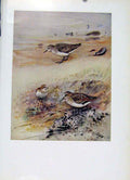 Original Old Antique Print Little Stint Bird Plukmage Feathers Fine Art 19th