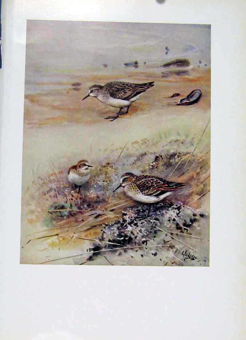 Original Old Antique Print Little Stint Bird Plukmage Feathers Fine Art 19th