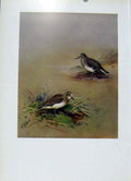 Original Old Vintage Print Birds Temmincks Stint Plumage Fine Art C1957 20th