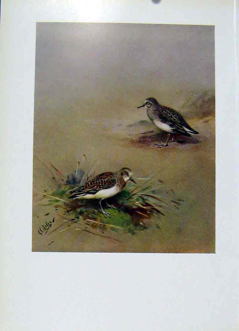 Original Old Vintage Print Birds Temmincks Stint Plumage Fine Art C1957 20th