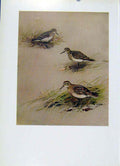 Original Old Antique Print Semiplmated Sandpiper Bairds Sharp Tailed Birds