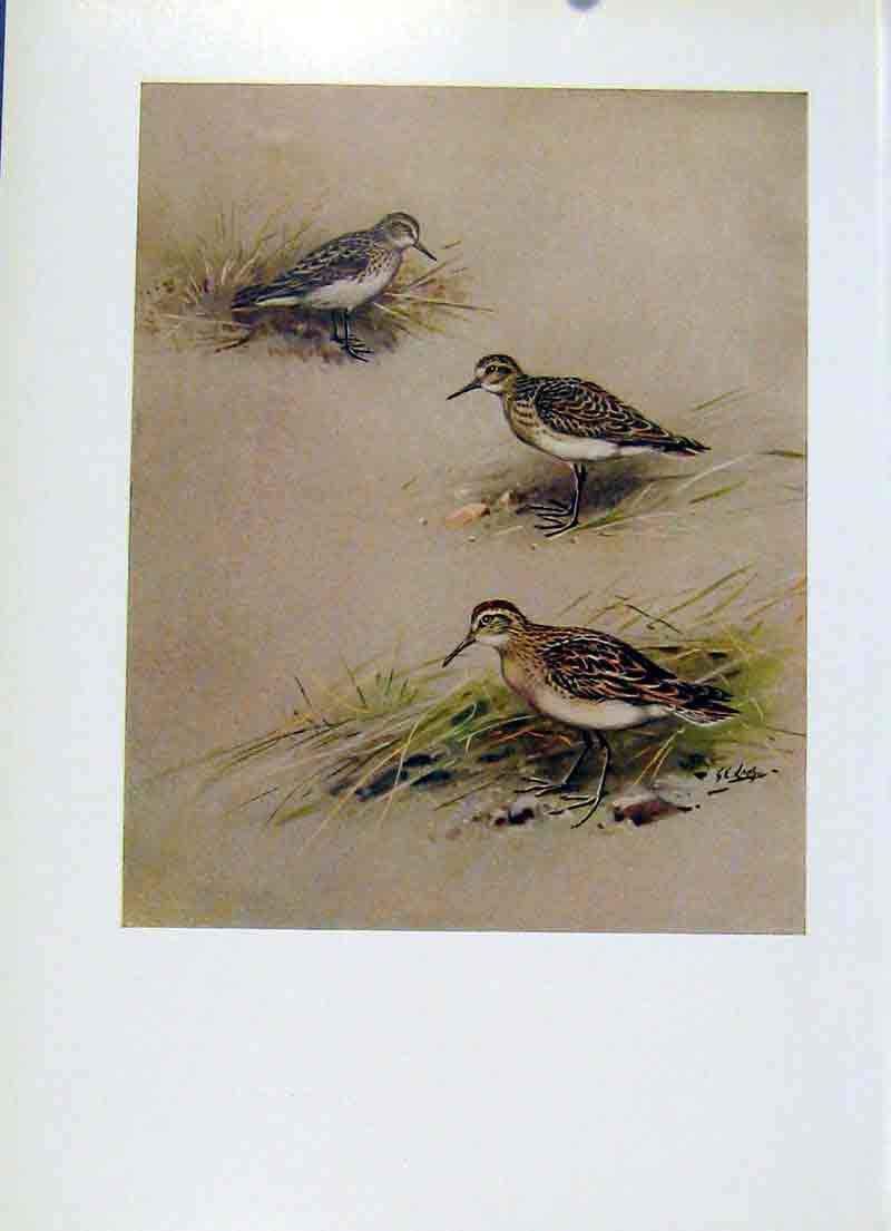 Original Old Antique Print Semiplmated Sandpiper Bairds Sharp Tailed Birds