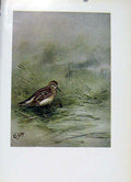 Original Old Vintage Print Birds Pectoral Sandpiper Fine Art C1957 Color 20th