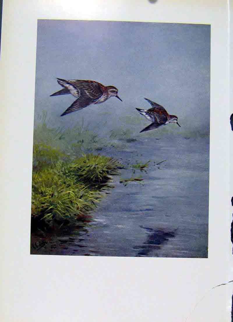Original Old Antique Print Fine Art Bonapartes Sandpiper Colored Bird