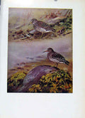 Original Old Vintage Print Purple Sandpiper Fine Art Birds Colored C1957 20th