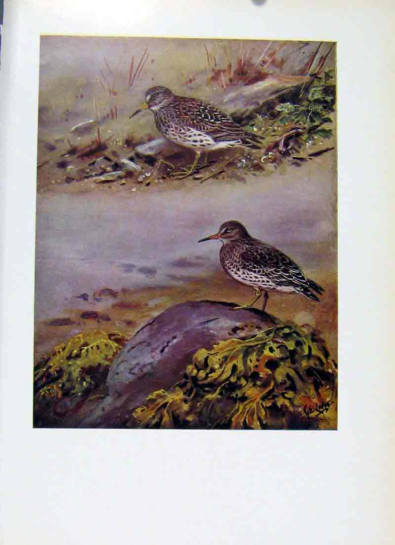 Original Old Vintage Print Purple Sandpiper Fine Art Birds Colored C1957 20th