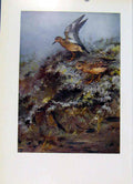 Original Old Antique Print Buff Breasted Sandpiper Fine Art Birds Color