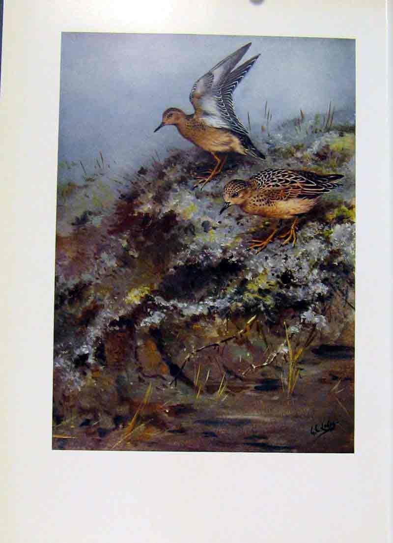 Original Old Antique Print Buff Breasted Sandpiper Fine Art Birds Color