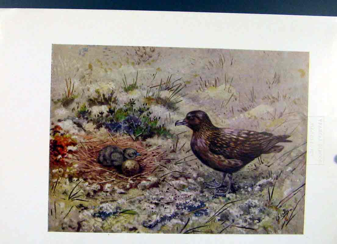Original Old Vintage Print Great Skua Bird Fine Art Colored C1957 Birds 20th