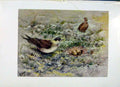 Original Old Vintage Print Richardsons Skua Fine Art C1957 Color 20th Century