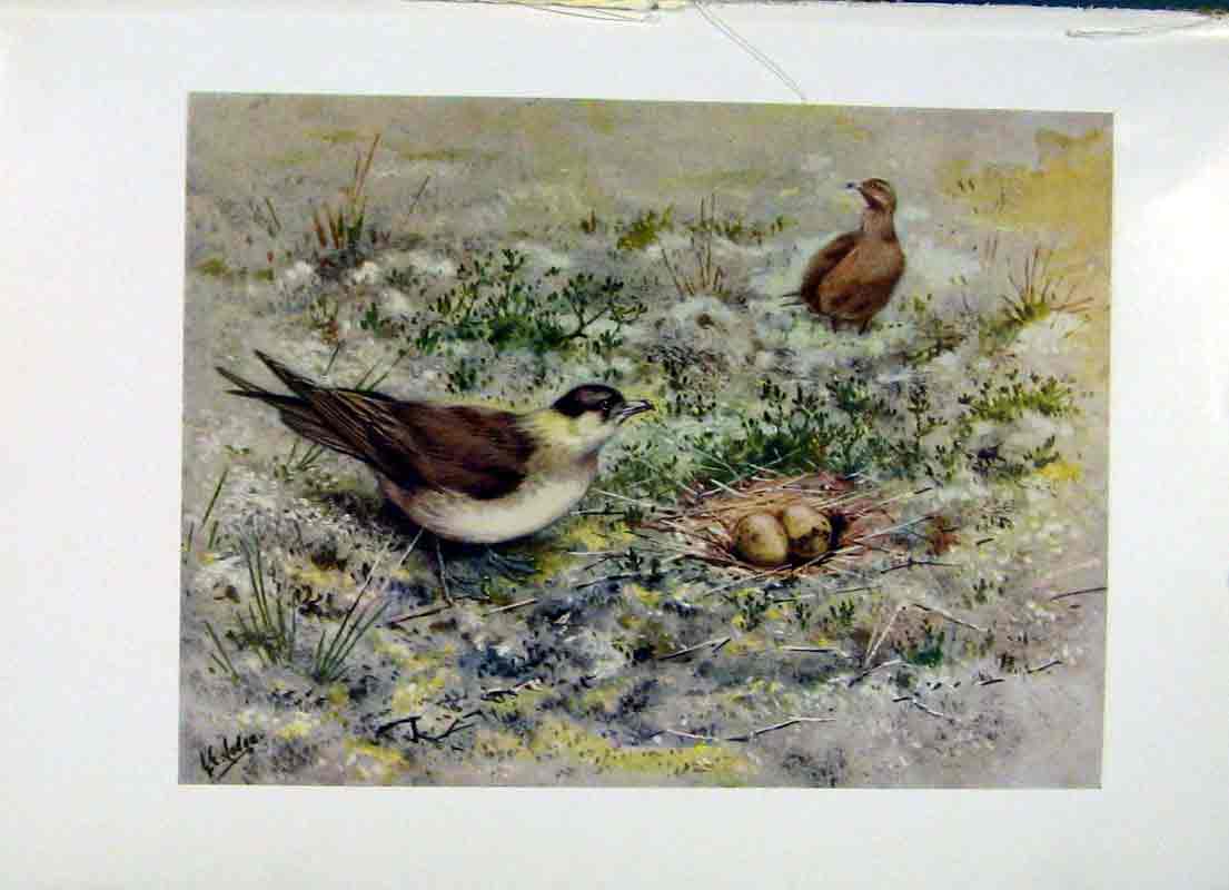 Original Old Vintage Print Richardsons Skua Fine Art C1957 Color 20th Century