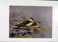 Original Old Vintage Print Pomatorhine Skua Color Birds Fine Art C1957 20th