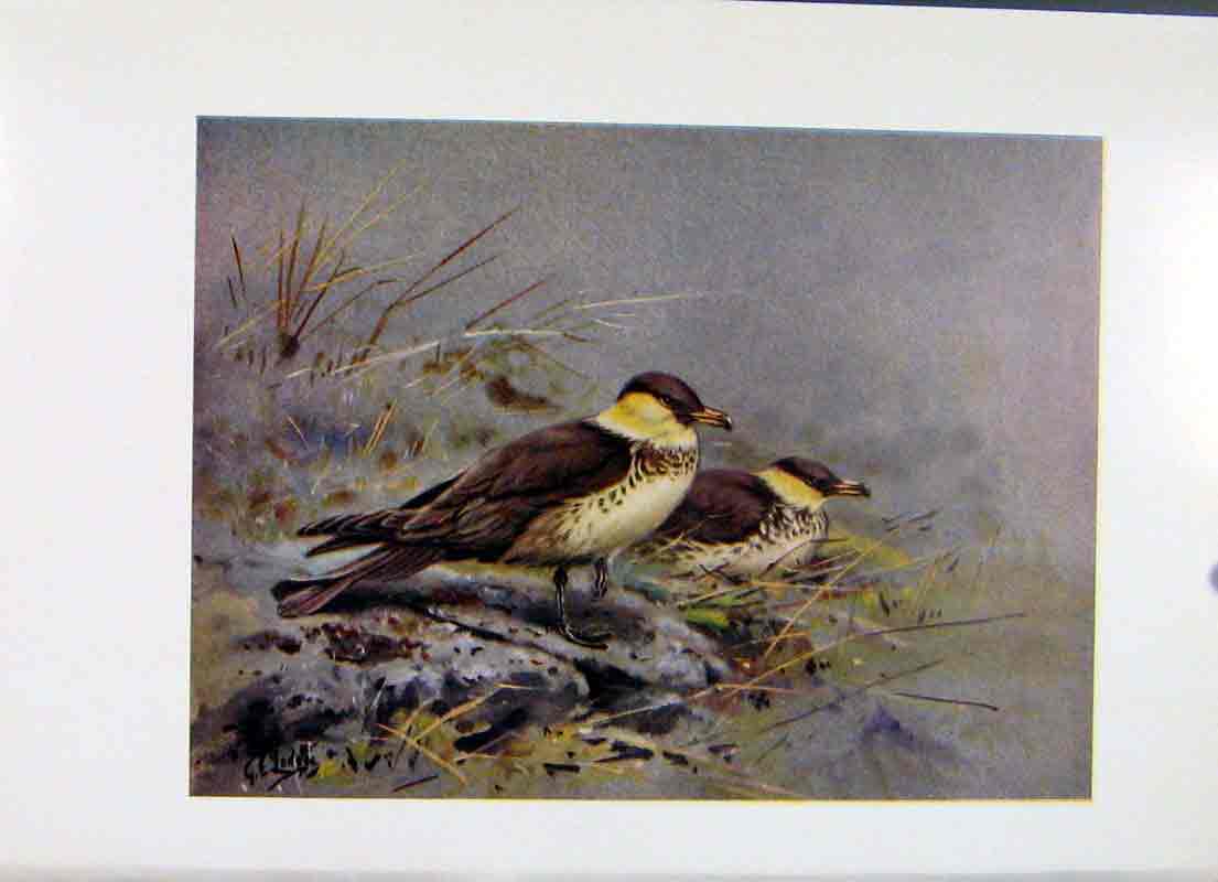 Original Old Vintage Print Pomatorhine Skua Color Birds Fine Art C1957 20th