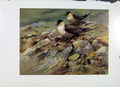 Original Old Antique Print Buffon Long Tailed Skua Fine Art Color Birds