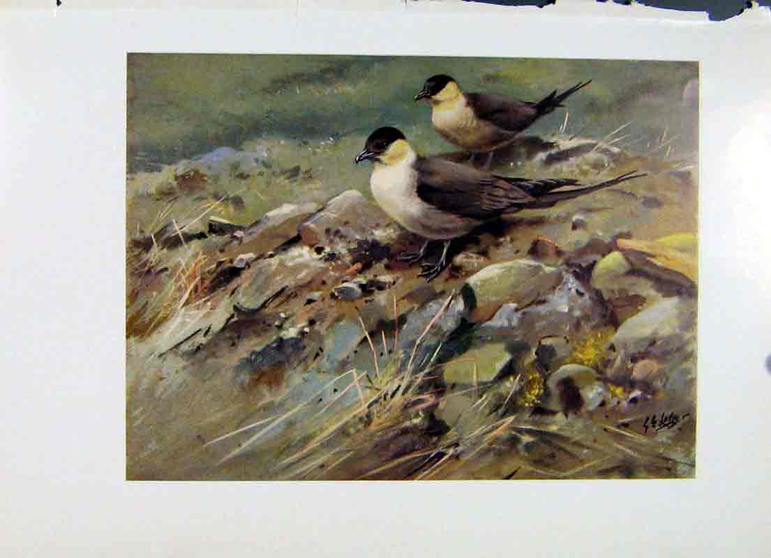 Original Old Antique Print Buffon Long Tailed Skua Fine Art Color Birds