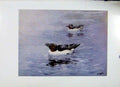 Original Old Vintage Print British Razorbill Colored Fine Art C1957 Bird 20th