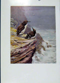 Original Old Vintage Print Southern Guillemot Fine Art Colored 1957 Bird 20th