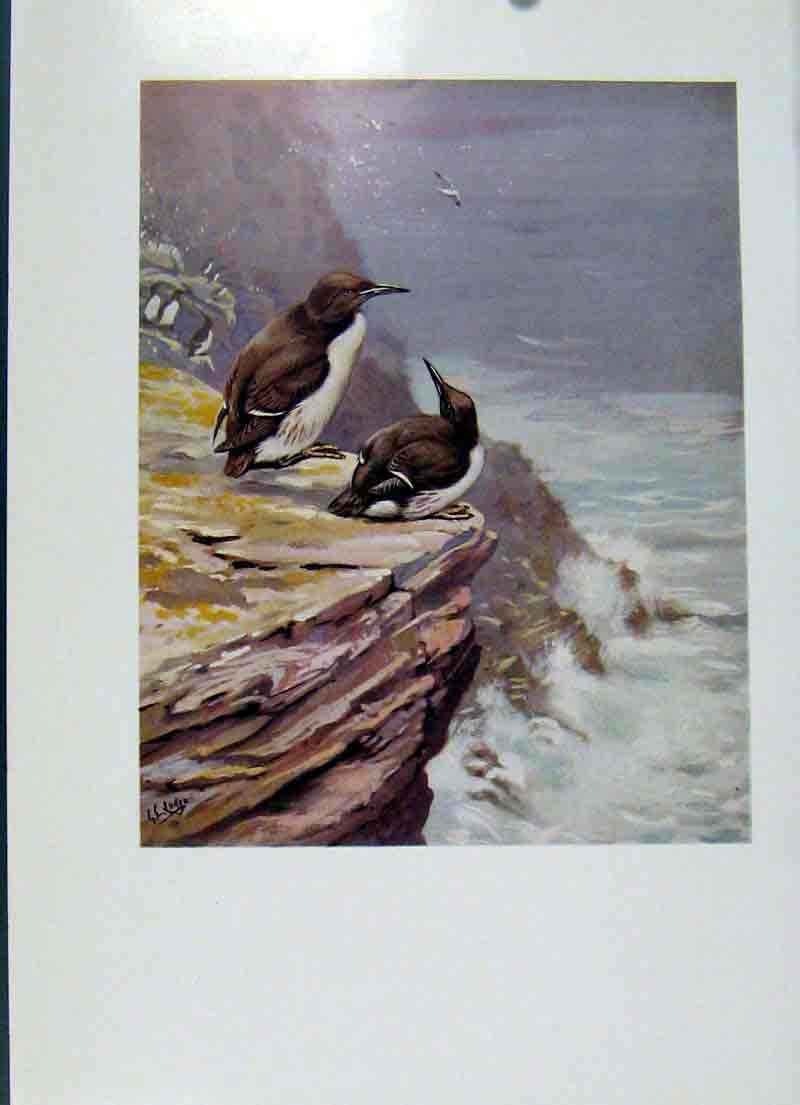 Original Old Vintage Print Southern Guillemot Fine Art Colored 1957 Bird 20th