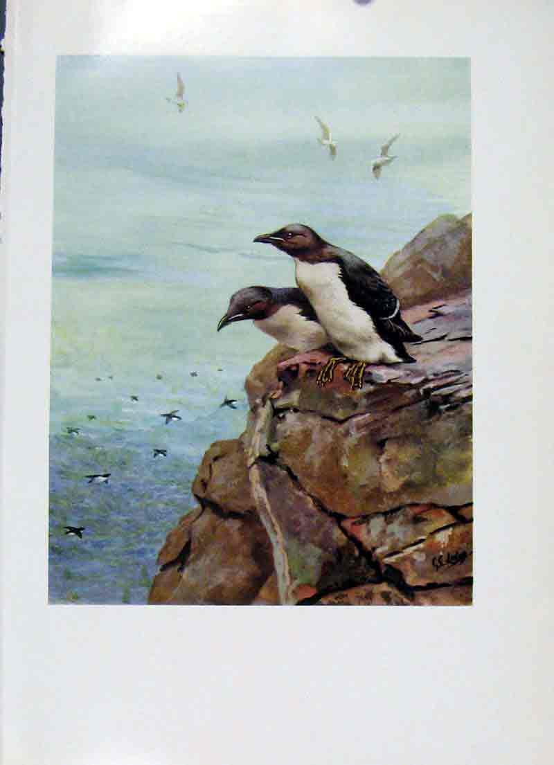 Original Old Antique Print Fine Art Colored Brunnichs Guillemot Bird