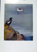 Original Old Antique Print Birds Tystie Black Guillemot Color Fine Art